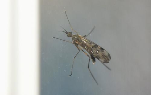 Réf. 336 629 : Sylvicola sp.